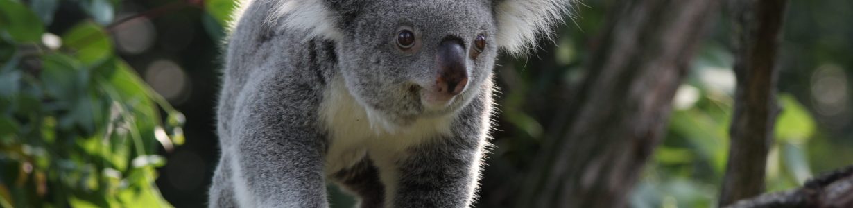 A new 3D genome will aid efforts to defend koalas