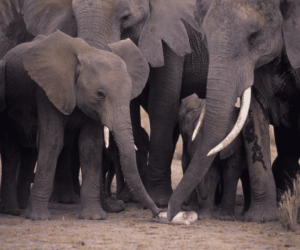 Forensic DNA tests offer new tool to fight illegal ivory trade