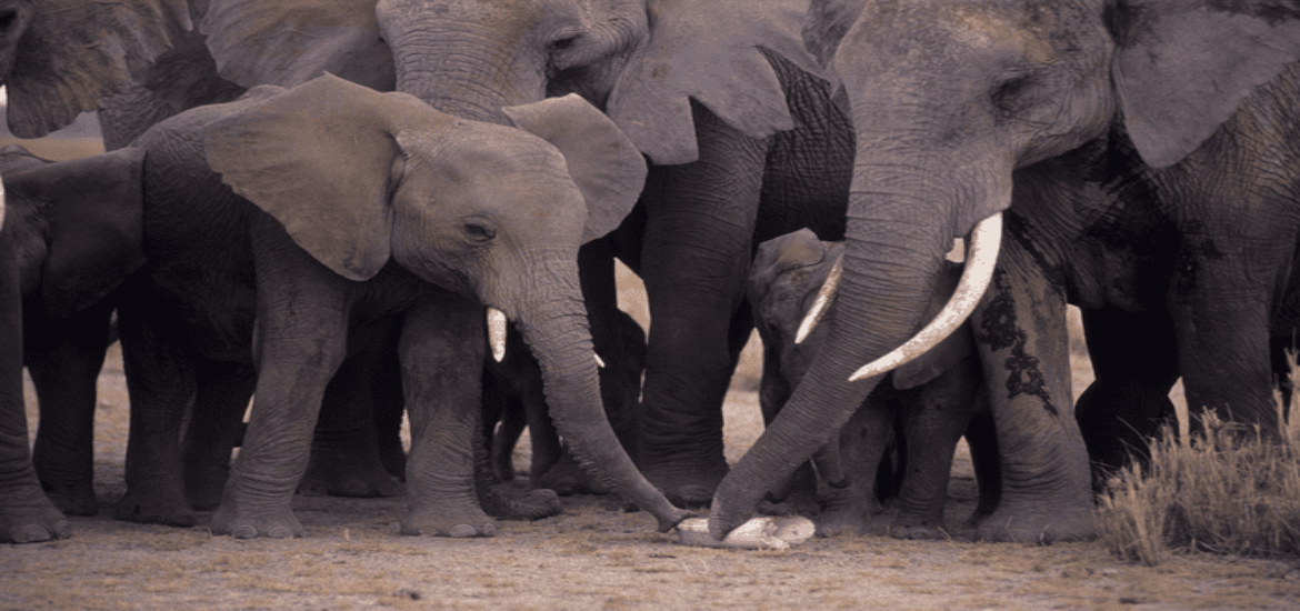 Forensic DNA tests offer new tool to fight illegal ivory trade