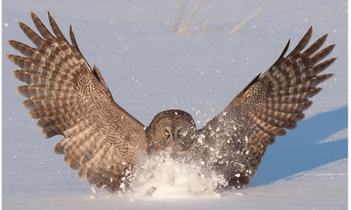 Owl wing design may limit noise of planes, wind turbines