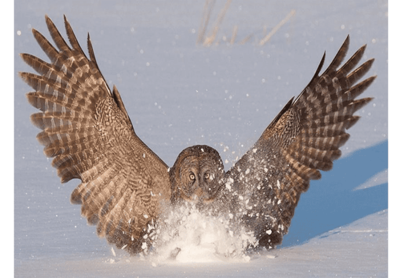 Owl wing design may limit noise of planes, wind turbines