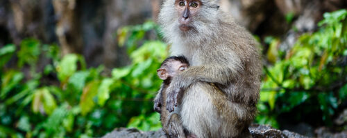 Scores of Thai macaques are rescued from China’s exotic meat trade