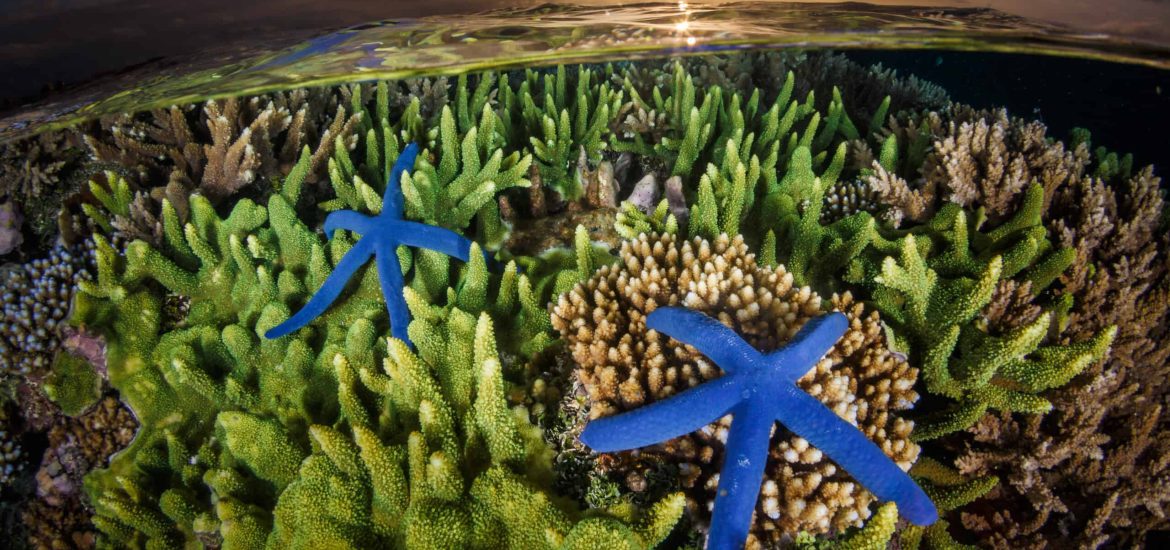 Landmark High Seas Treaty set to protect marine ecosystems