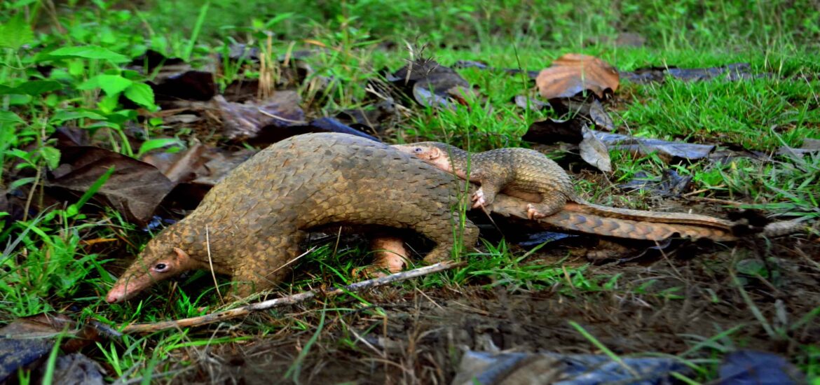 Pangolins in the Philippines still have a fighting chance