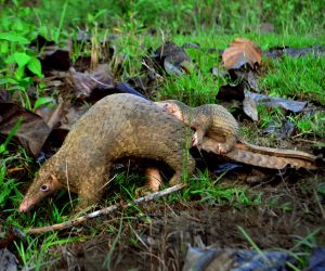 Illegal pangolin widely used in China’s hospitals, pharmacies
