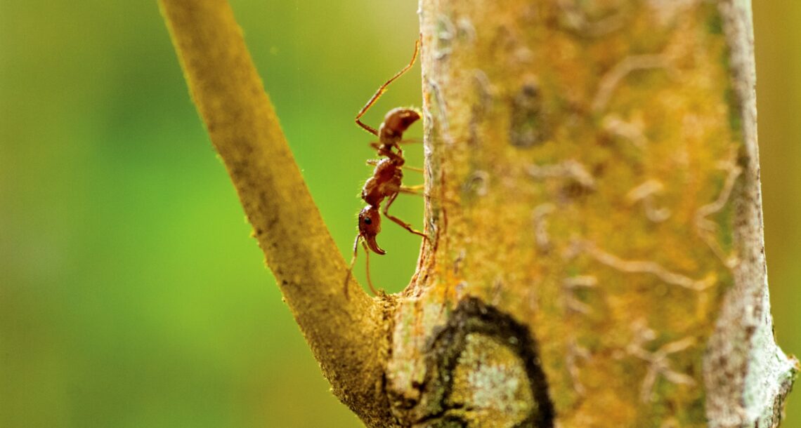 Panama teen with slingshot leads study on ant-tree behavior