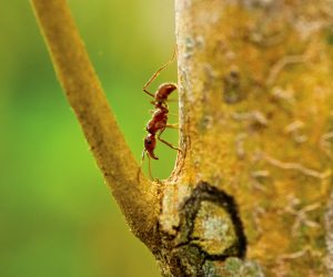 Panama teen with slingshot leads study on ant-tree behavior