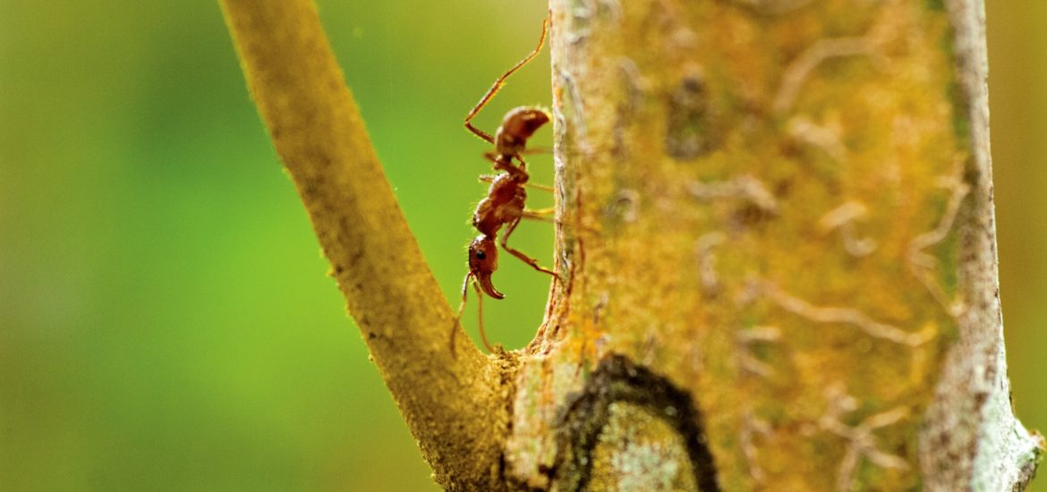 Panama teen with slingshot leads study on ant-tree behavior