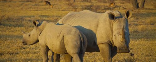 A glimmer of hope for northern white rhinos
