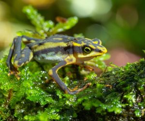 Scientists in Ecuador rediscover 32 frog species once believed extinct