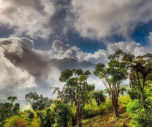 Mountain forests in Africa store plenty more carbon than previously thought