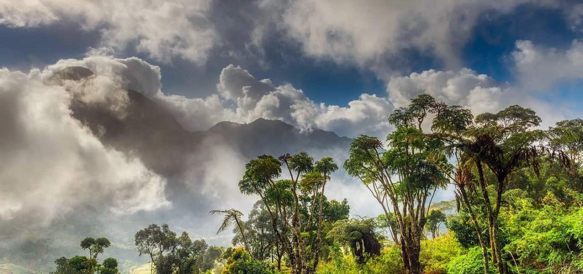 Mountain forests in Africa store plenty more carbon than previously thought