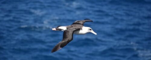 Plastic in the ocean kills threatened albatrosses
