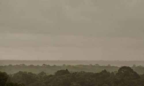 The Amazon is no longer a carbon sink. It’s a ‘carbon source’