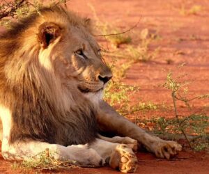 Fight against trophy hunting an essential priority for UK government and opposition alike