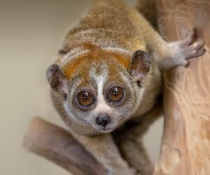 An initiative in Sumatra leads the way in saving endangered pangolins and slow lorises