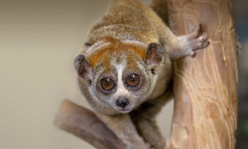 An initiative in Sumatra leads the way in saving endangered pangolins and slow lorises