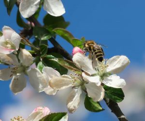 Farmers can employ a simple trick to attract wild bees to their orchards