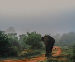 Elephant-human conflicts take a deadly toll in India