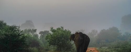 Elephant-human conflicts take a deadly toll in India