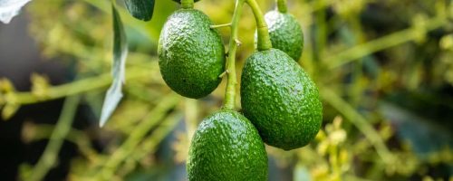 Climate change will ‘greatly impact’ avocado and cashew farmers