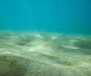 In just two decades the amount of microplastics has tripled on the seafloor