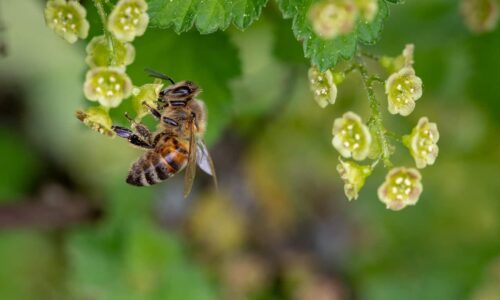 Greening empty lots in cities can help bees out