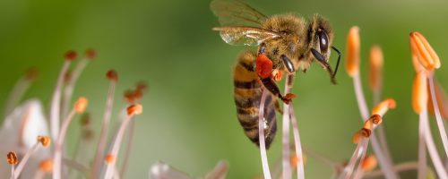 Heat waves reduce bees’ ability to pollinate plants