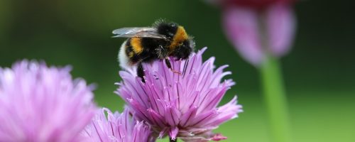 Pesticides pose long-term threats to honey bees and bumblebees