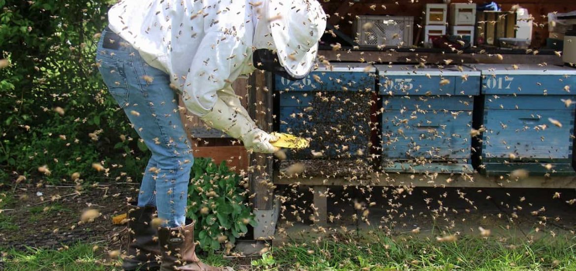 Scientists develop a drug to protect honey bees from viruses
