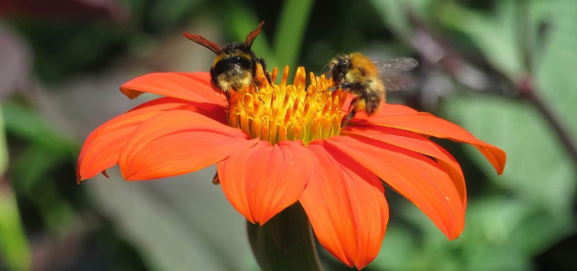 The media will need to heed the plight of pollinators