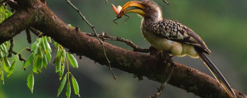 Unique bird species are at the greatest risk of extinction