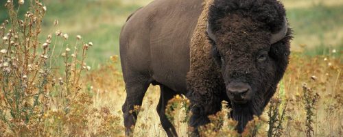 Reintroducing bison to the Great Plains would boost plant diversity and resilience
