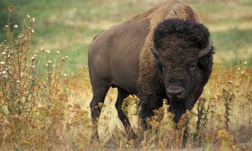 Reintroducing bison to the Great Plains would boost plant diversity and resilience
