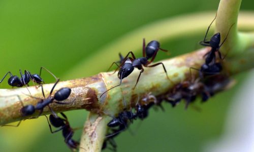Woodland ants play a key role in helping forests regenerate