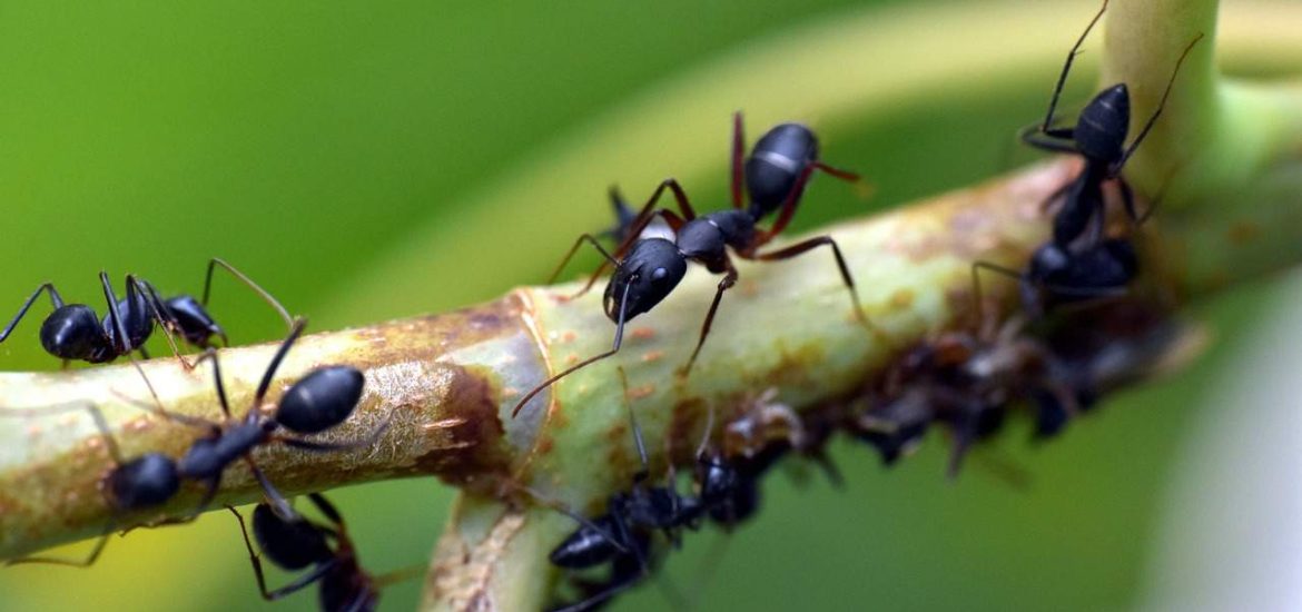 Woodland ants play a key role in helping forests regenerate