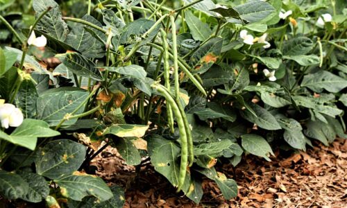 Black-eyed peas can help farmers abandon harmful fertilizers