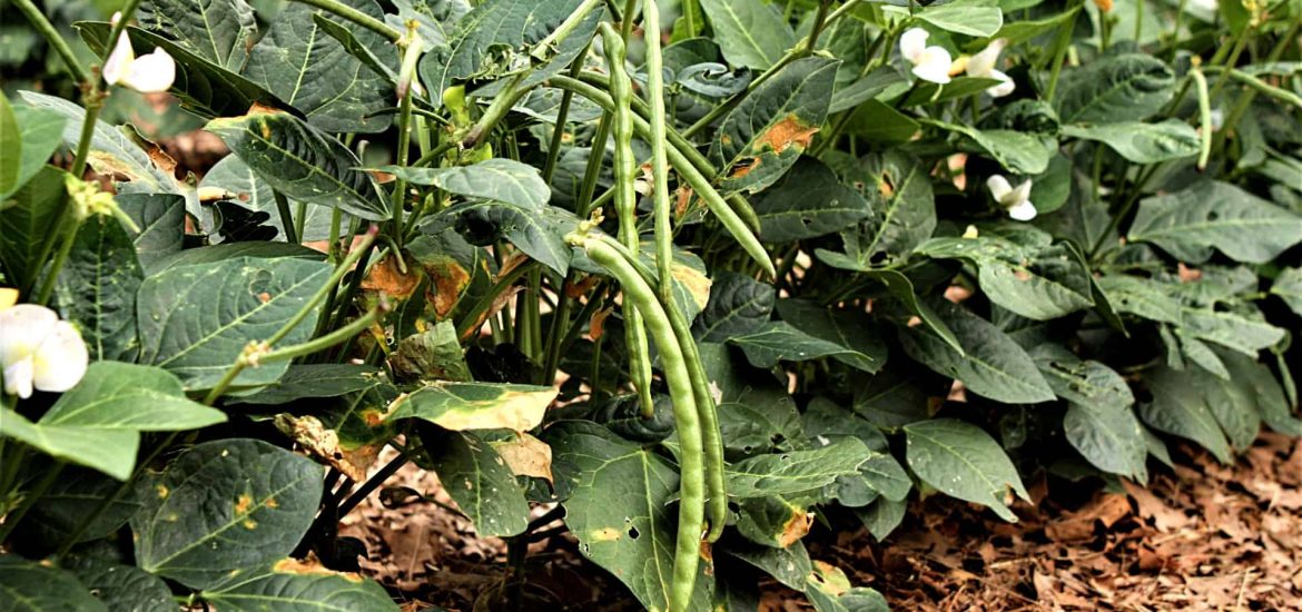 Black-eyed peas can help farmers abandon harmful fertilizers