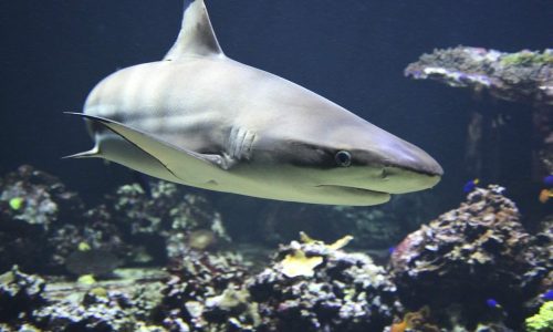 In a ‘tropical paradise’ reef sharks get slaughtered wholesale