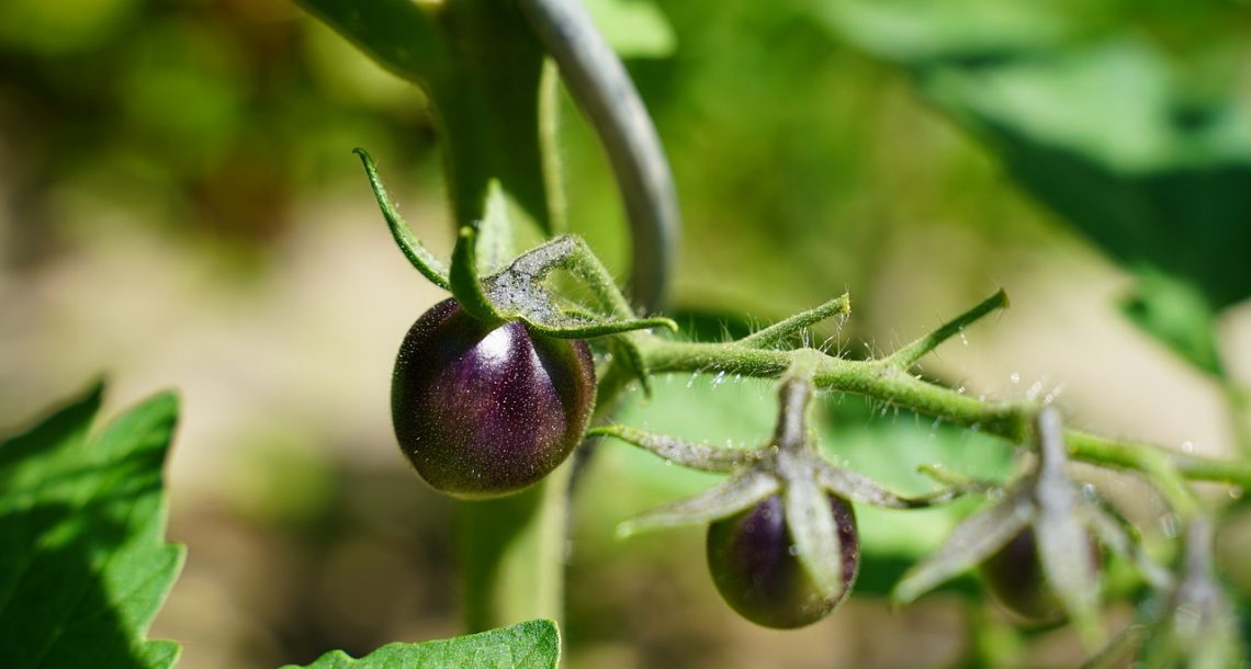 Why the purple tomato’s success is a win for GM foods
