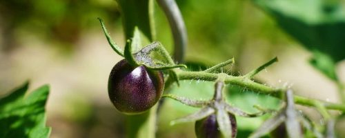 Why the purple tomato’s success is a win for GM foods