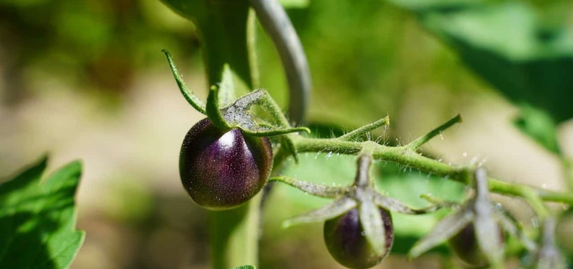 Why the purple tomato’s success is a win for GM foods