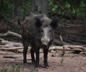 Carbon hoofprint: wild pigs release as many emissions as 1 million cars a year