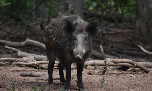 Carbon hoofprint: wild pigs release as many emissions as 1 million cars a year