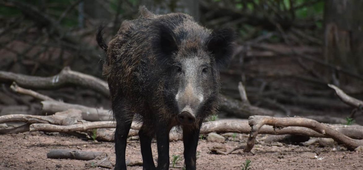 Carbon hoofprint: wild pigs release as many emissions as 1 million cars a year