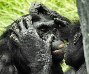 Bonobos in the wild cooperate with other groups, just like us
