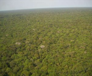 Indigenous lands in the Amazon are bulwarks against deforestation