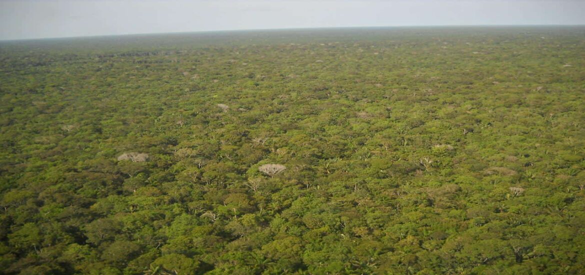 Indigenous lands in the Amazon are bulwarks against deforestation