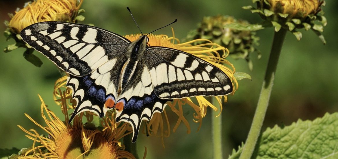 Butterfly behaviour shows how to protect habitats in a changing world