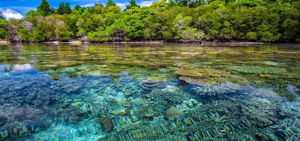 Planting trees in coastal areas can help stressed coral reefs
